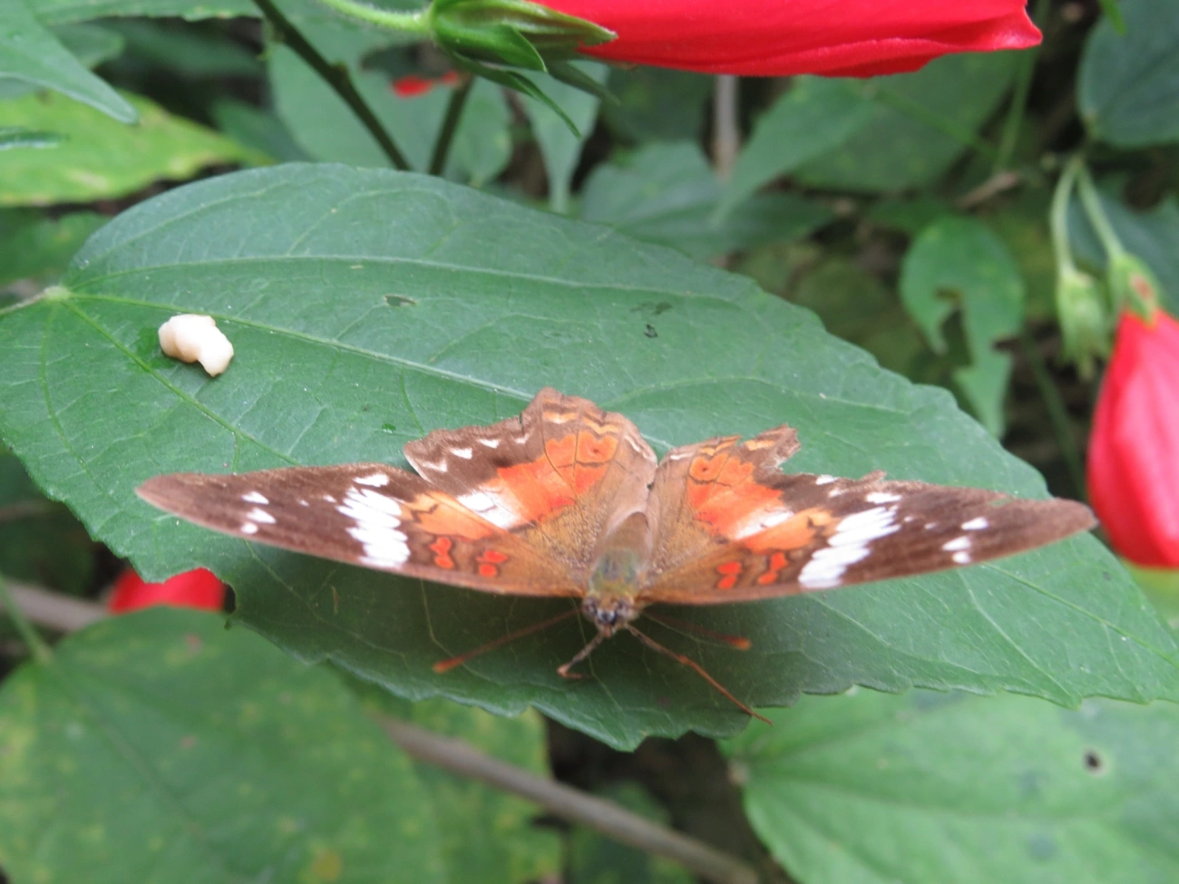 Borboleta-pavão-escarlate (Anartia amathea), insetos, fotografado em Maresias, São Sebastião