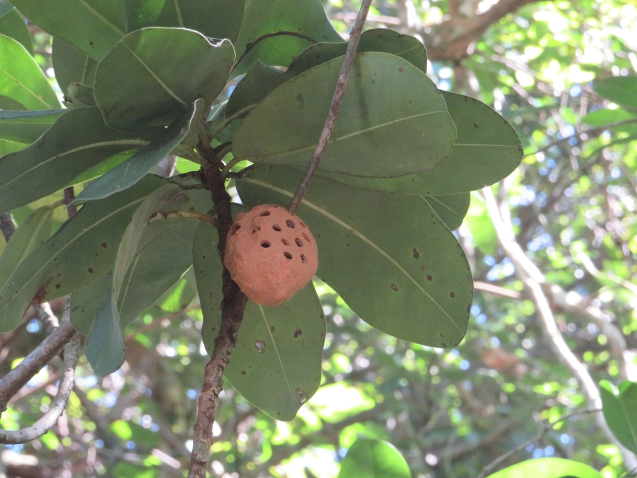 Aculeata, insetos, fotografado em Maresias, São Sebastião