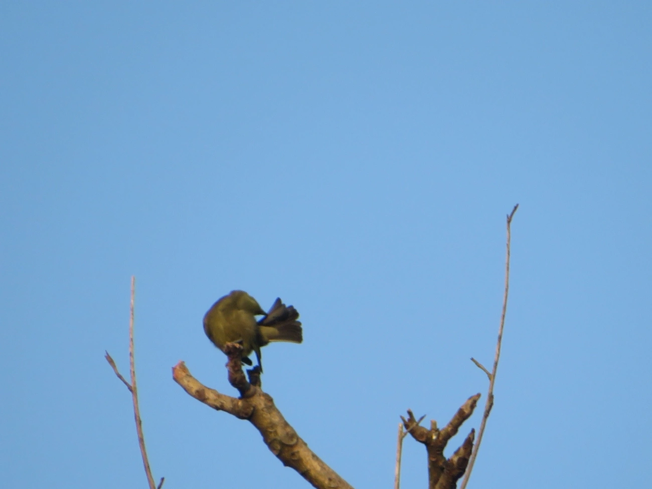 Sanhaço-do-coqueiro (Thraupis palmarum), aves, fotografado em Maresias, São Sebastião