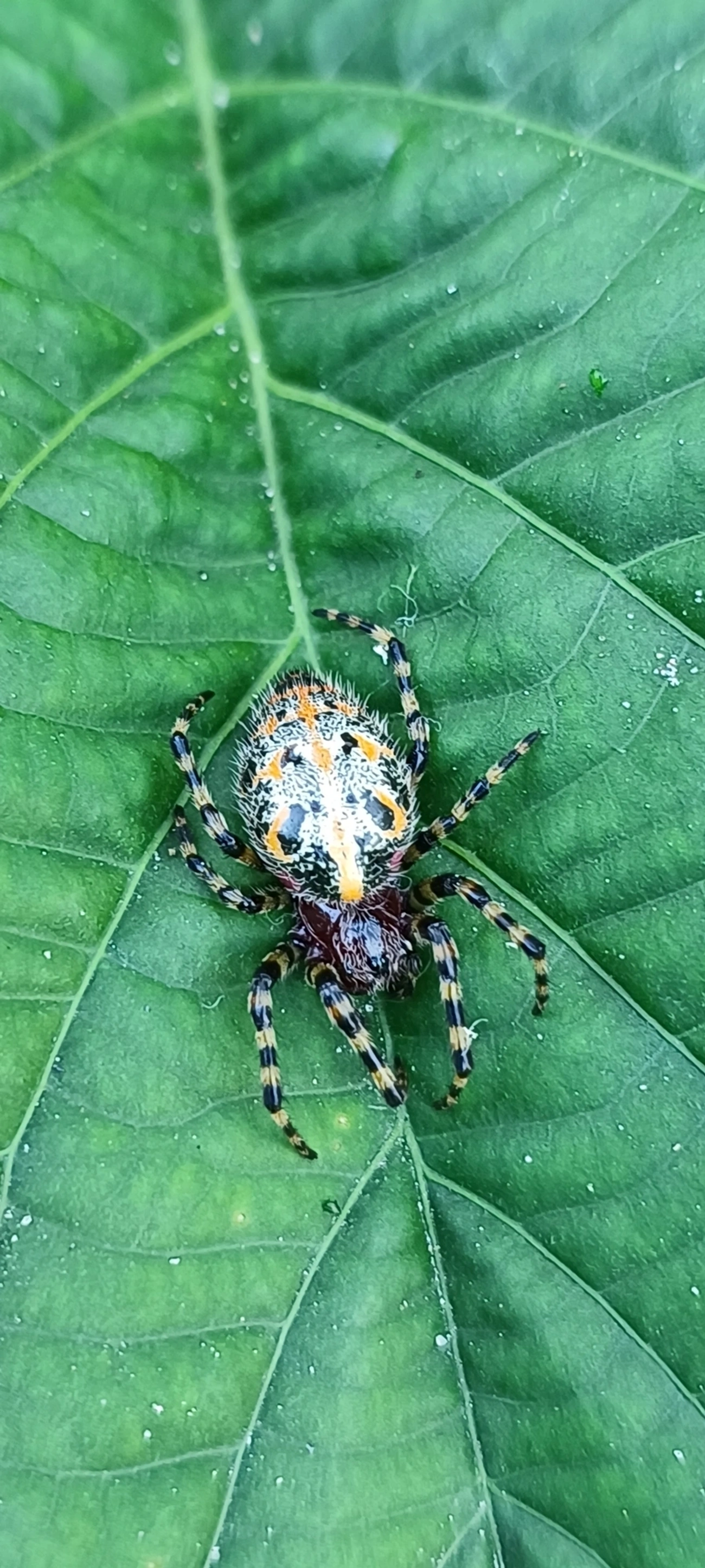 Alpaida alticeps, aracnídeos, fotografado em Maresias, São Sebastião