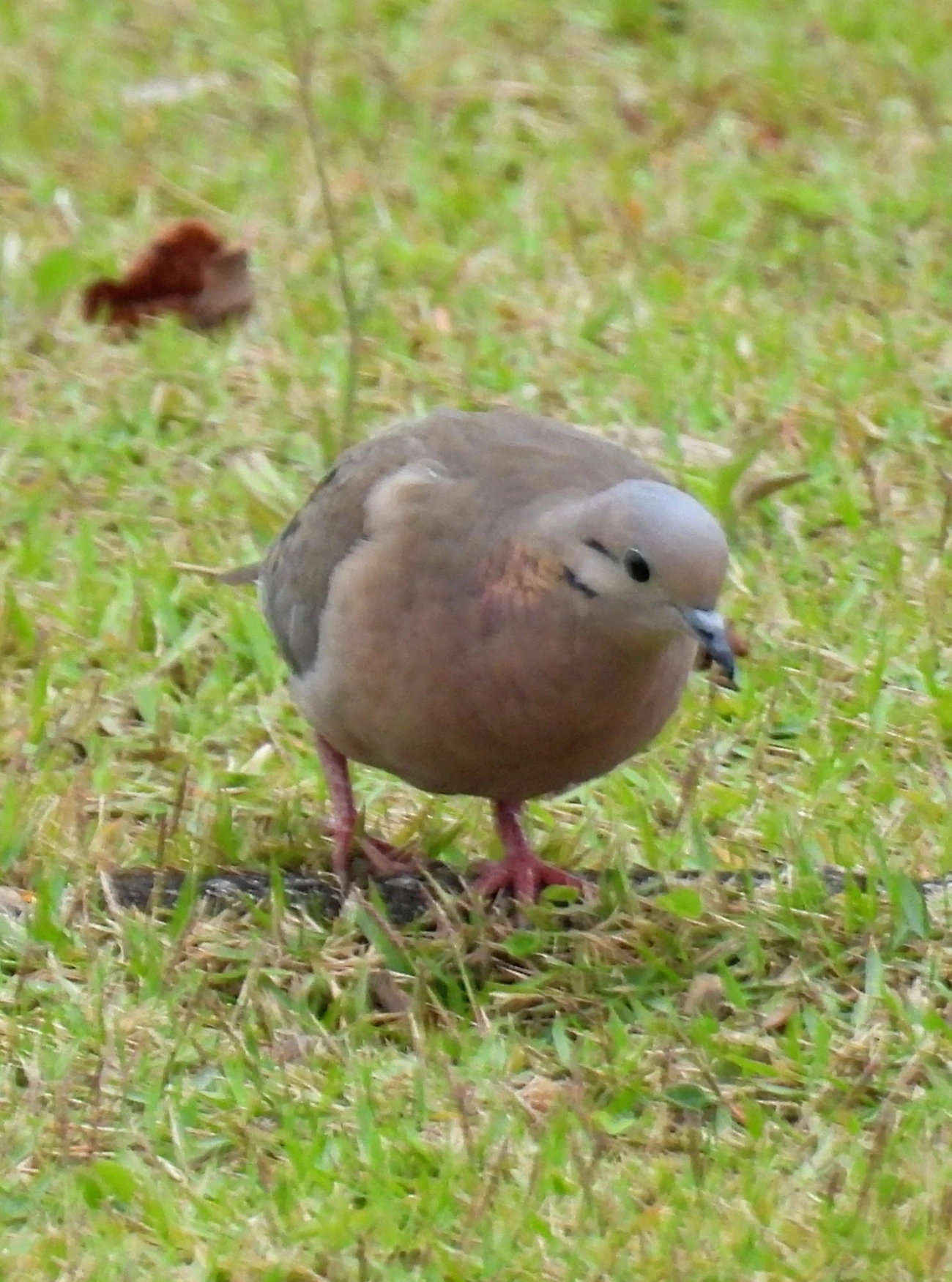 Pomba-de-bando (Zenaida auriculata), aves, fotografado em Praia da Enseada, São Sebastião