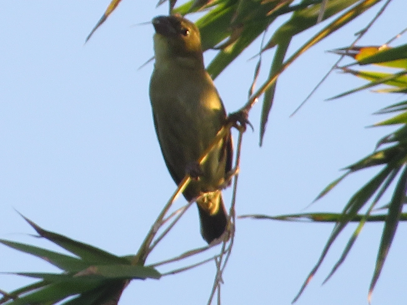 Baiano (Sporophila nigricollis), aves, fotografado em Maresias, São Sebastião