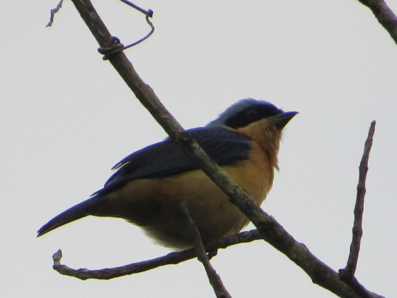 Saíra-Viúva (Pipraeidea melanonota), aves, fotografado em Maresias, São Sebastião