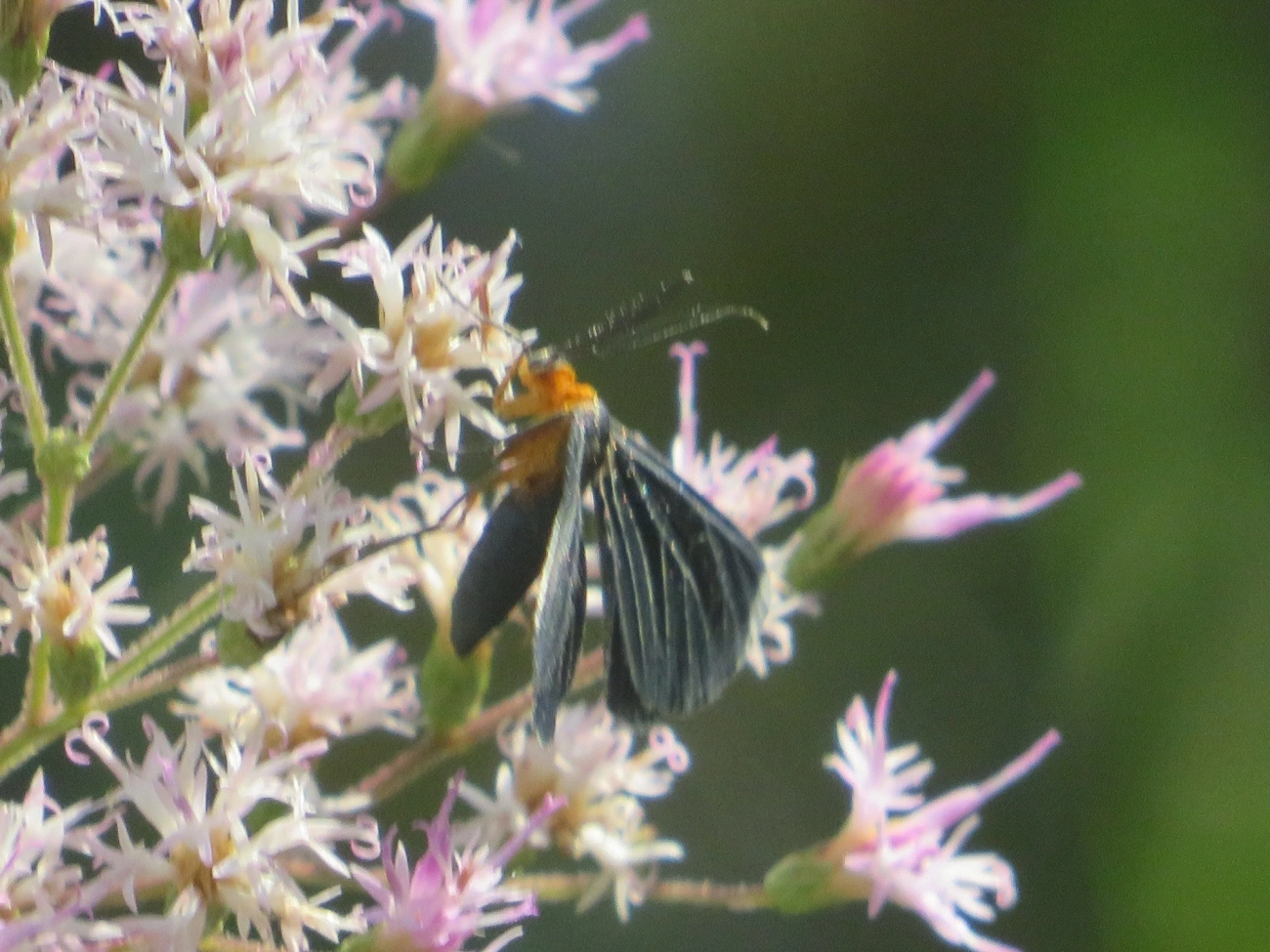 Preta-de-pontas-brancas (Melanchroia chephise), insetos, fotografado em Maresias, São Sebastião
