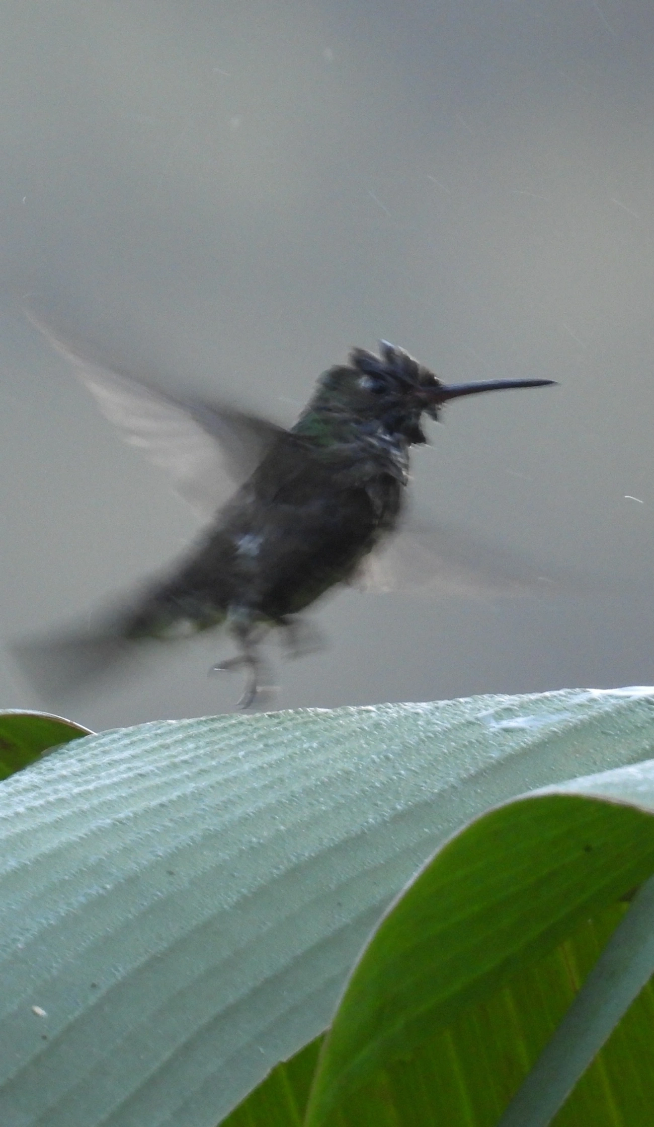 Chionomesa, aves, fotografado em Maresias, São Sebastião