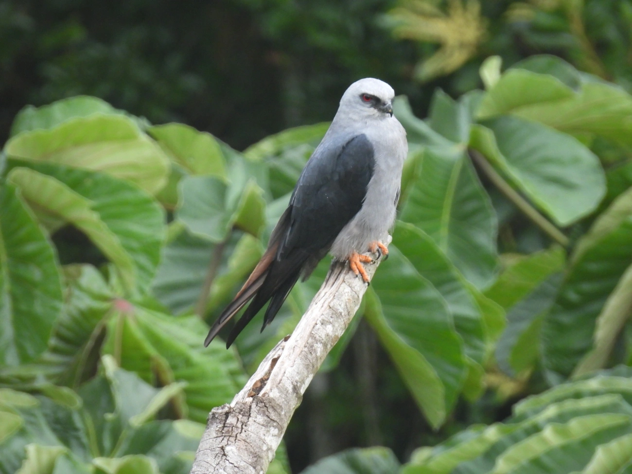 Sovi (Ictinia plumbea), aves, fotografado em Guarulhos