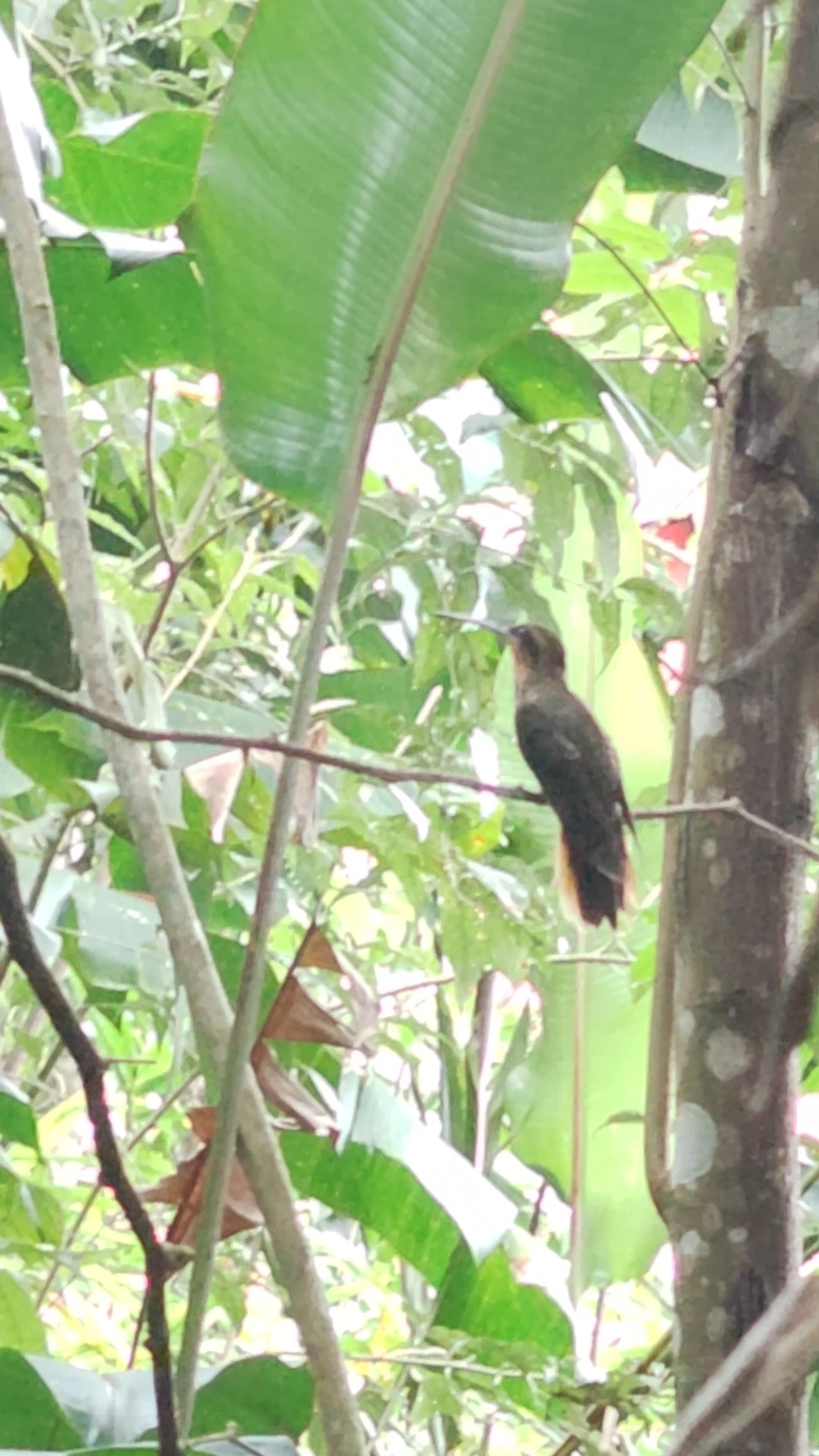Beija-flor-do-mato (Ramphodon naevius), aves, fotografado em São Paulo