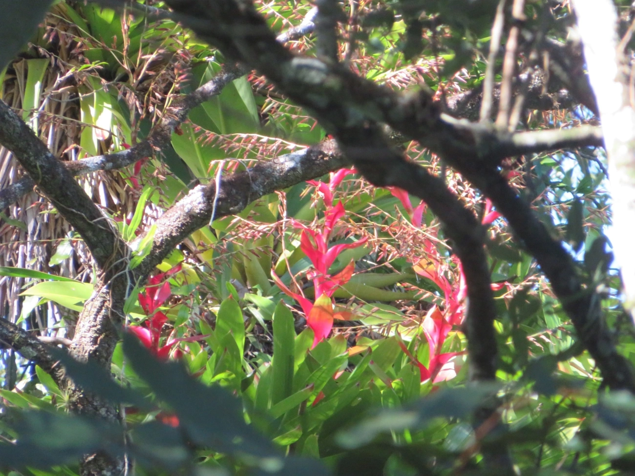 Bromélia-ponta-preta (Vriesea philippocoburgi), plantas, fotografado em Paúba, São Sebastião