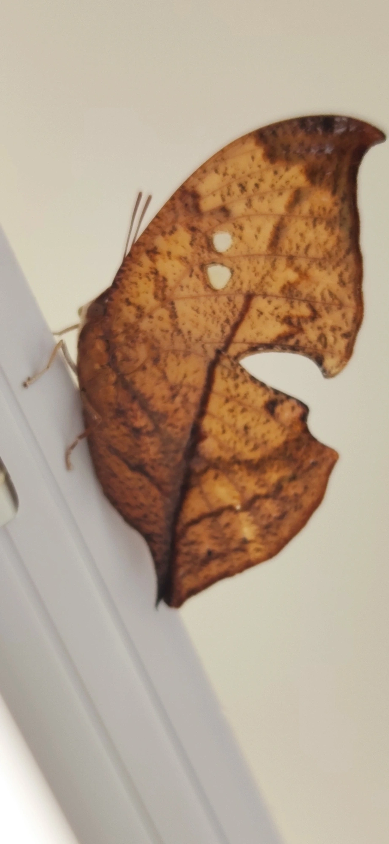 Borboleta-folha (Zaretis strigosus), insetos, fotografado em Maresias, São Sebastião