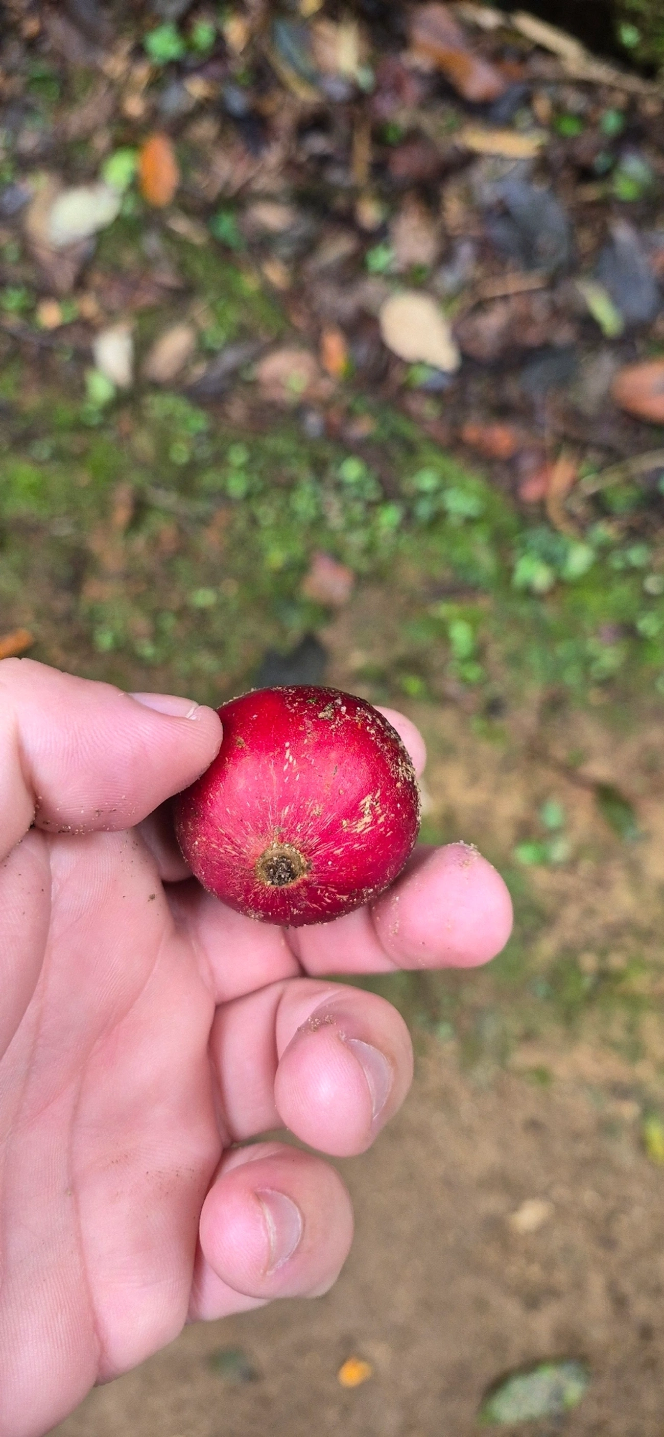 Canjerana (Cabralea canjerana), plantas, fotografado em Serrinha do Alambari