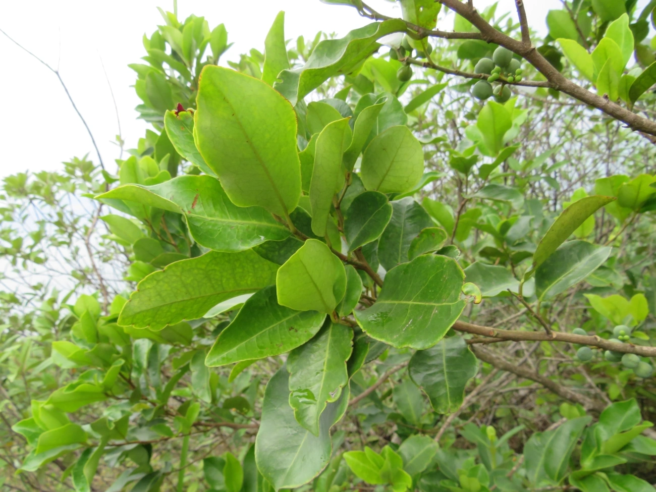 Plantas (Plantae), plantas, fotografado em Indaiá, Caraguatatuba