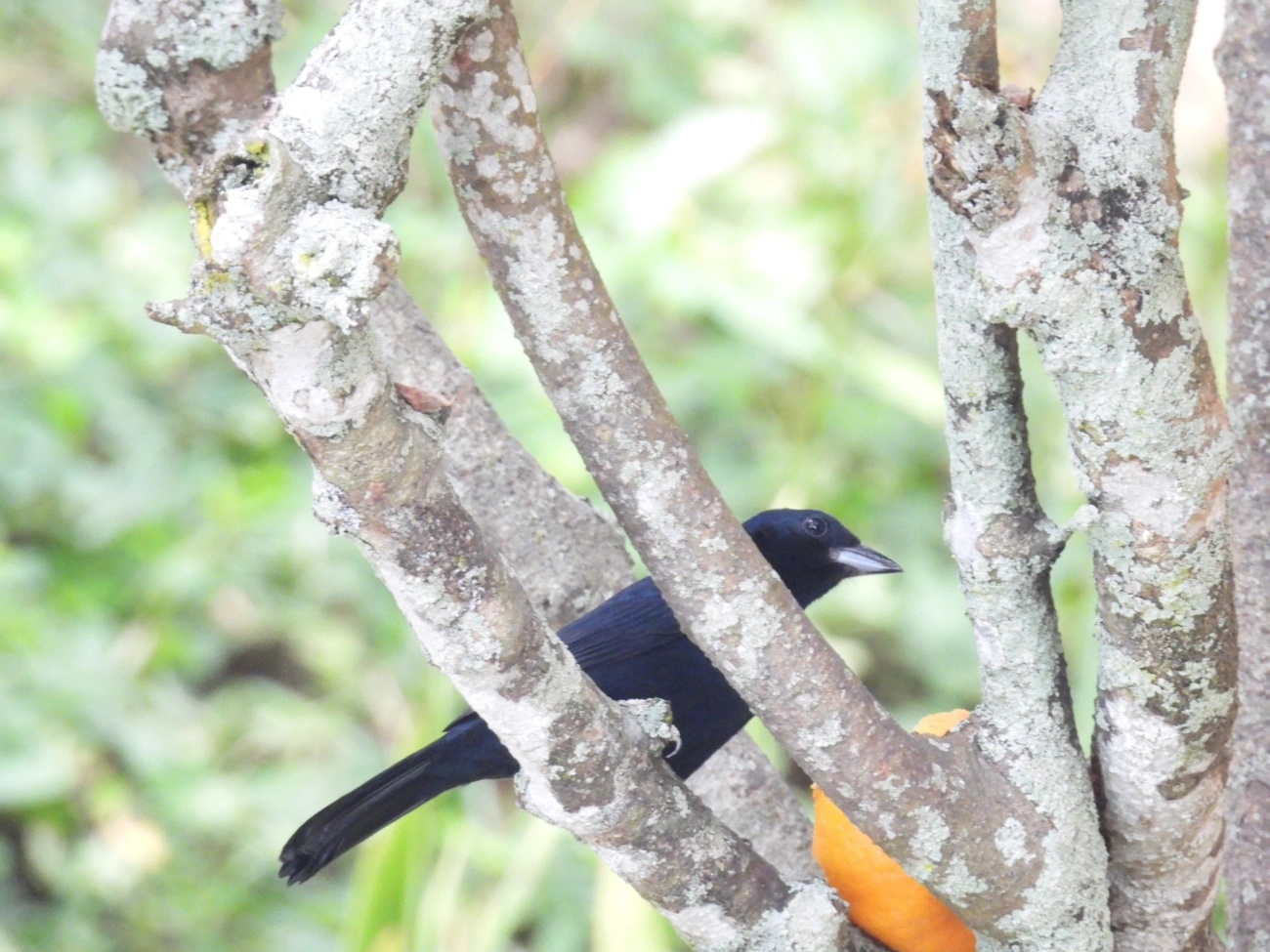 Tiê-preto (Tachyphonus coronatus), aves, fotografado em Perequê, Ilhabela