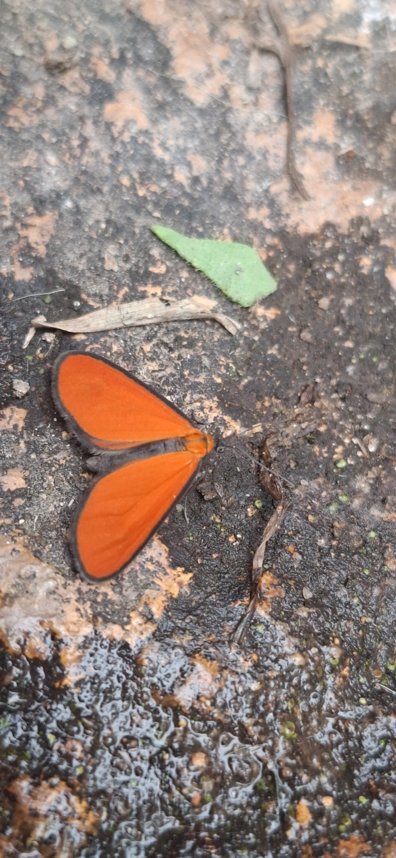 Eudulophasia, insetos, fotografado em Itamonte