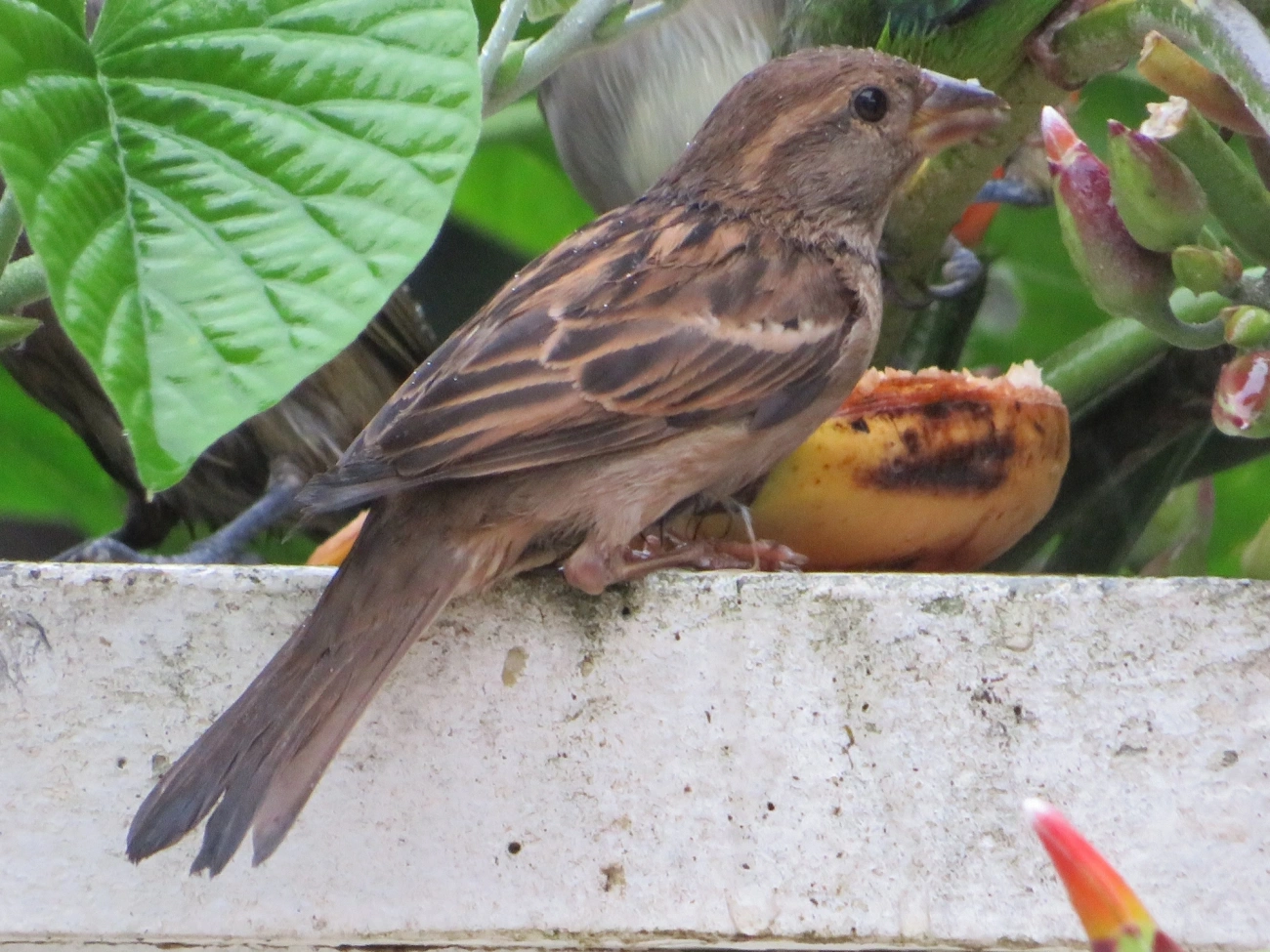 Pardal (Passer domesticus), aves, fotografado em Maresias, São Sebastião