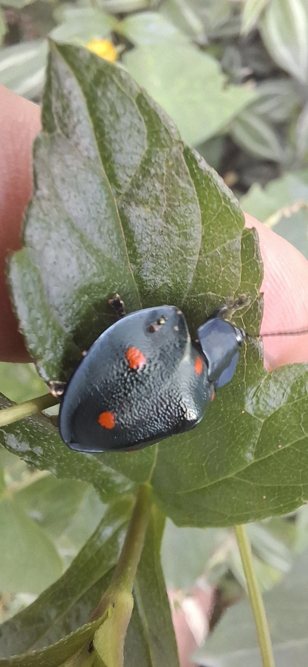 Besouro-tartaruga (Cyrtonota sexpustulata), insetos, fotografado em Camburí, São Sebastião