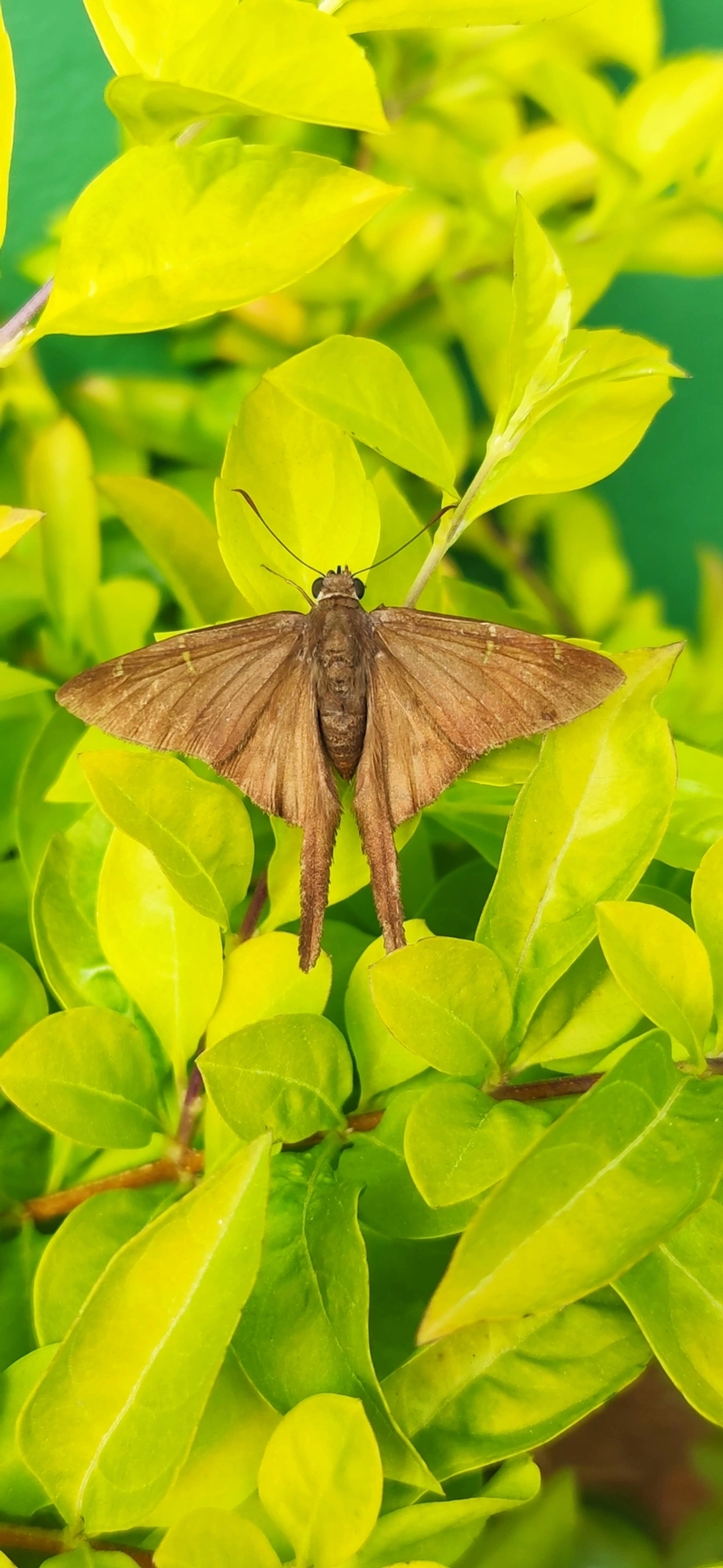 Spicauda simplicius, insetos, fotografado em Maresias, São Sebastião