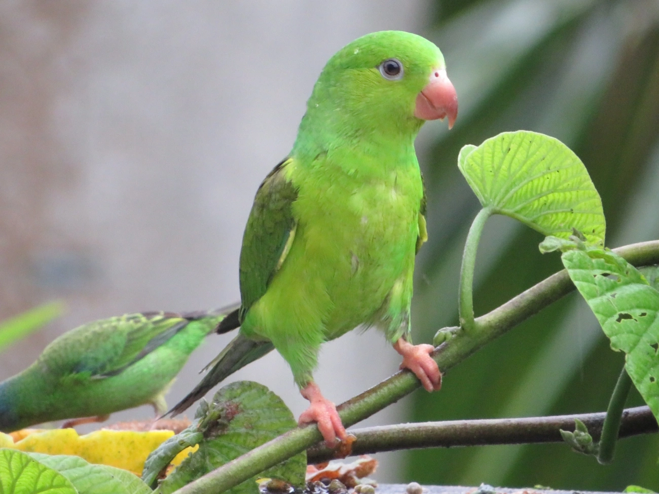 Periquito-rico (Brotogeris tirica), aves, fotografado em Maresias, São Sebastião