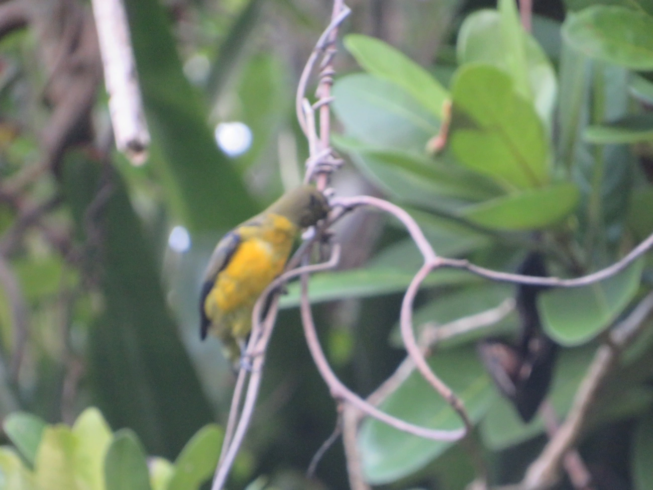 Gaturamo-verdadeiro (Euphonia violacea), aves, fotografado em Maresias, São Sebastião