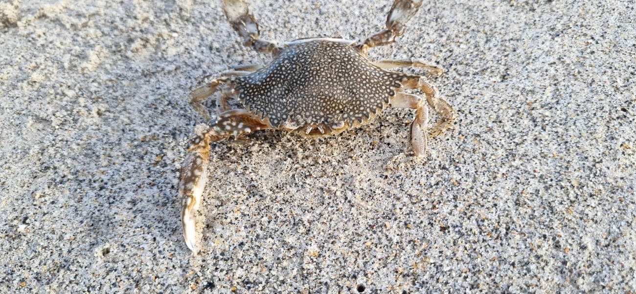 Siri-pintado-do-Atlântico (Arenaeus cribrarius), crustáceos, fotografado em São Sebastião