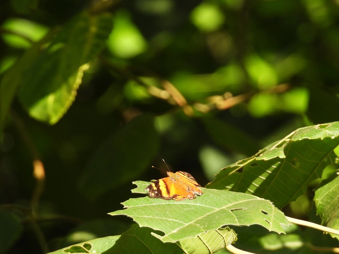Mapa-laranja (Hypanartia lethe), insetos, fotografado em Maresias, São Sebastião