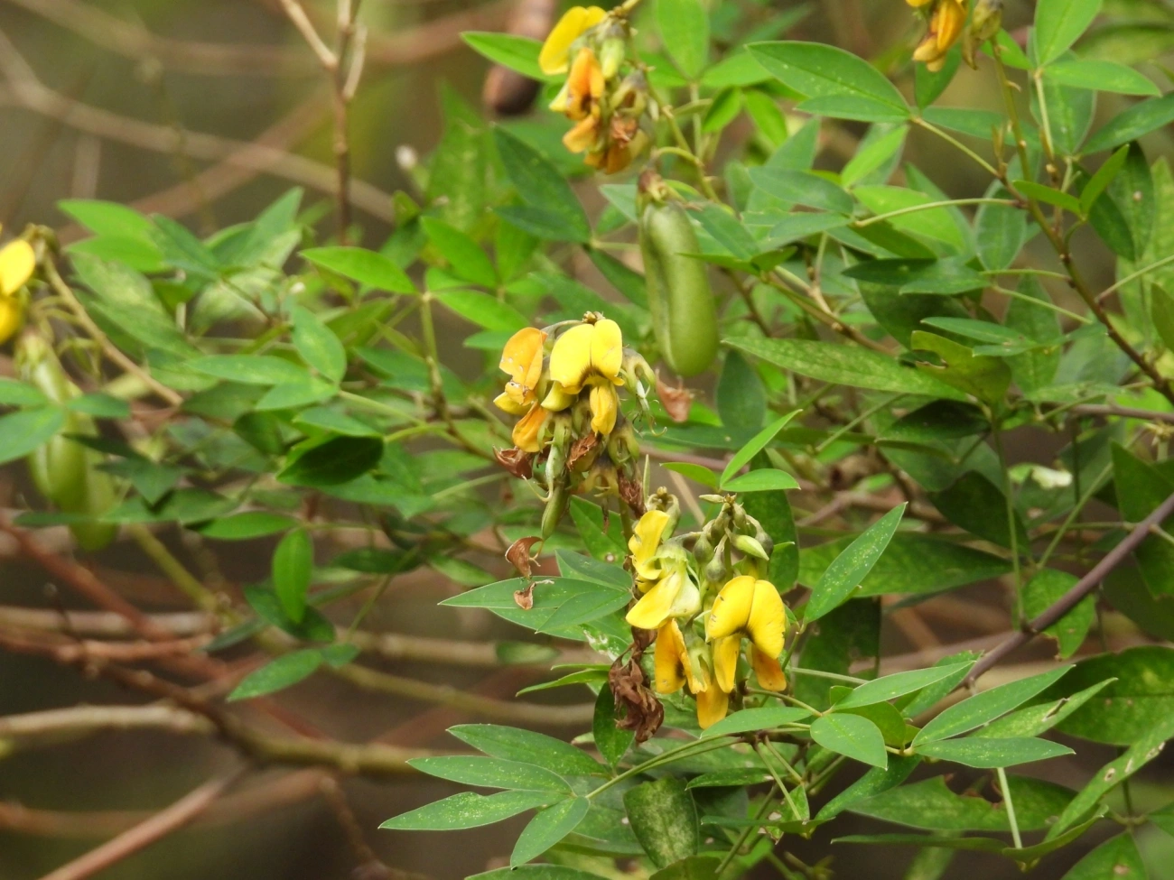 Xique-xique (Crotalaria micans), plantas, fotografado em Itamonte