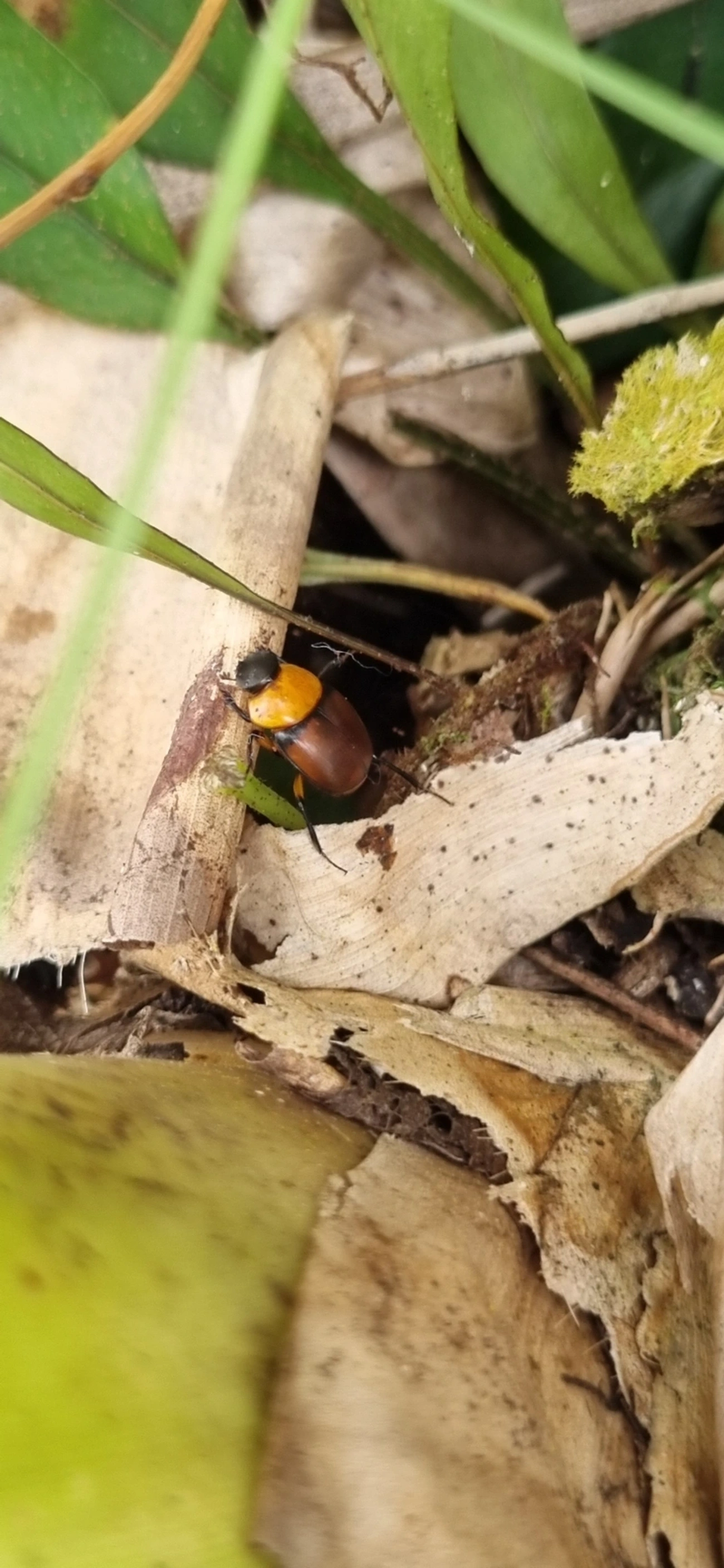 Canthon, insetos, fotografado em Maresias, São Sebastião
