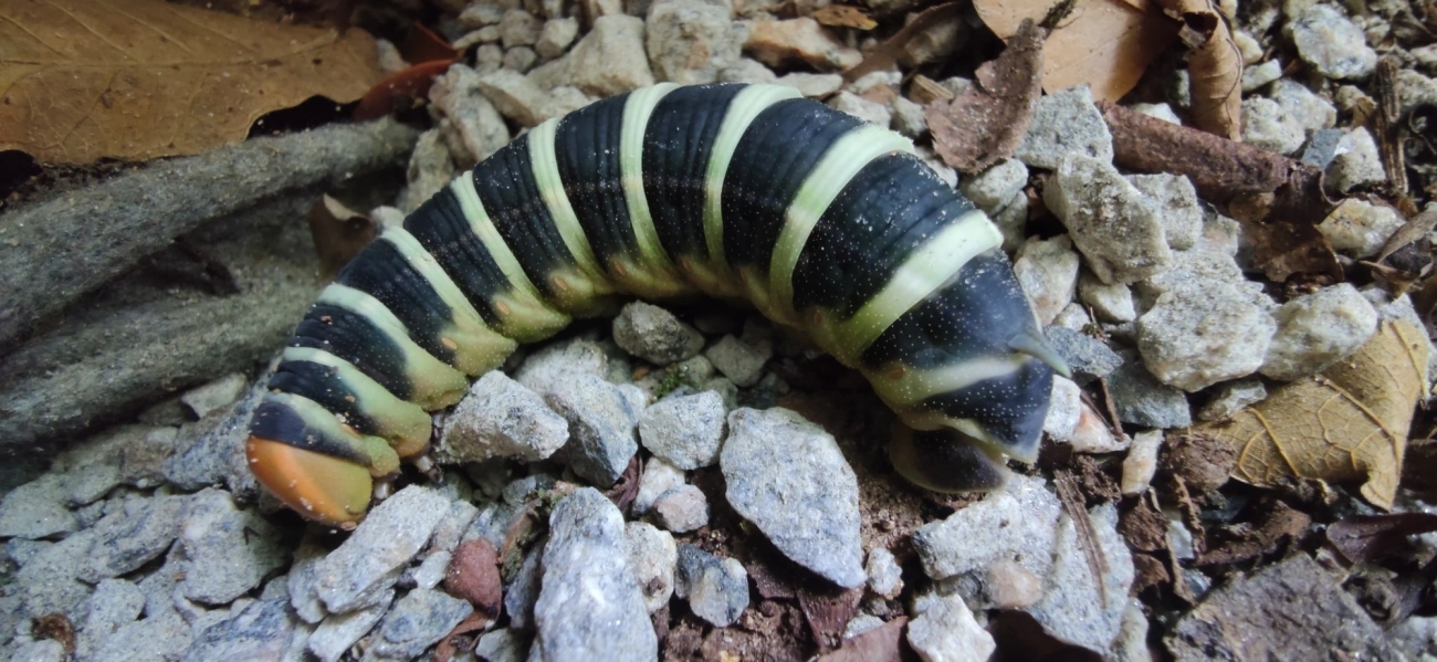 Pachylia syces, insetos, fotografado em Maresias, São Sebastião