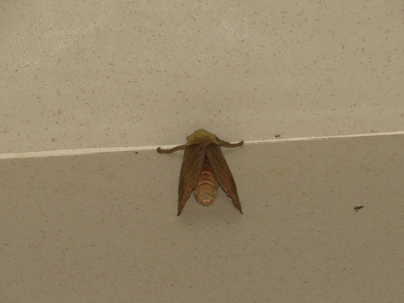 Mariposa-fantasma (Trichophassus giganteus), insetos, fotografado em Maresias, São Sebastião