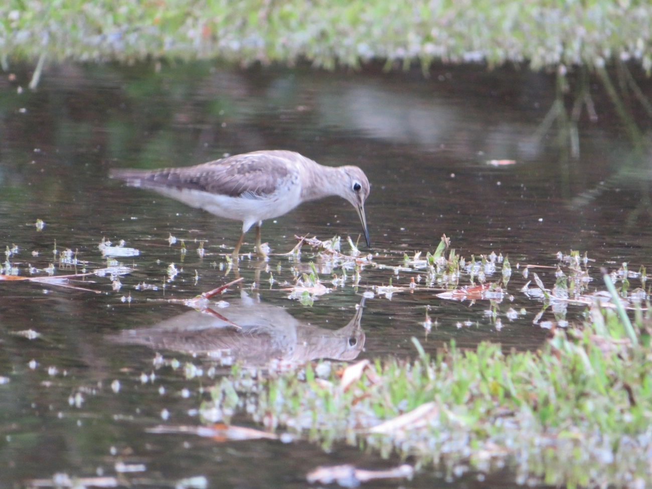 Maçarico-solitário (Tringa solitaria), aves, fotografado em Maresias, São Sebastião