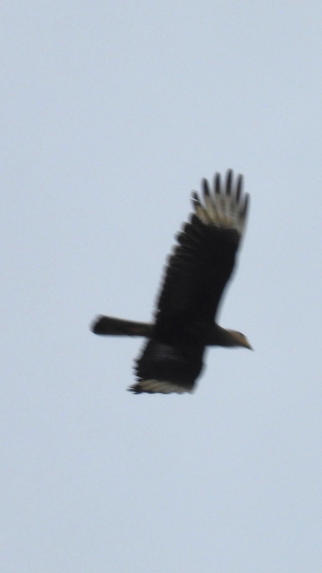 Carcará (Caracara plancus), aves, fotografado em Santa Isabel