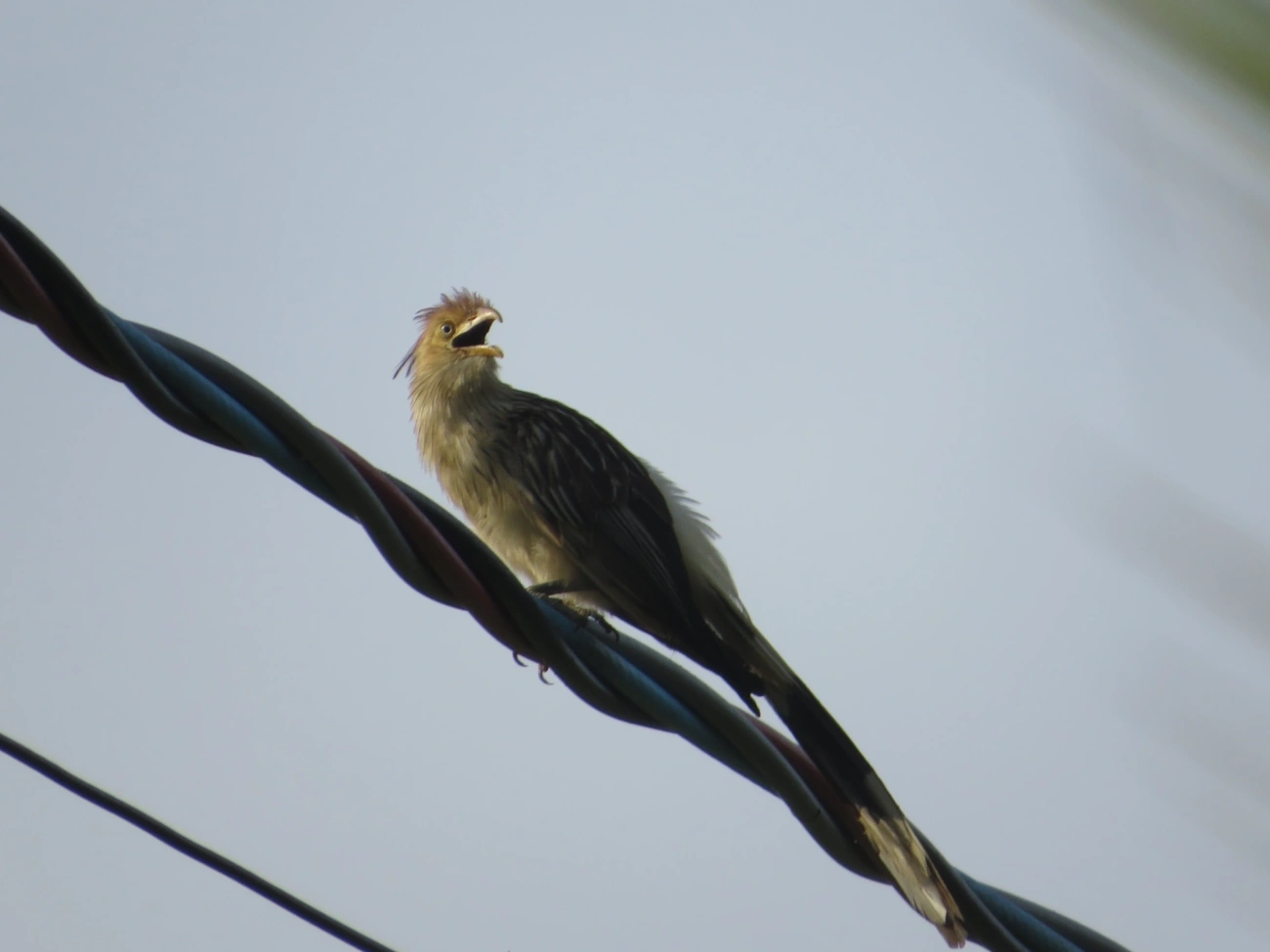 Anu-branco (Guira guira), aves, fotografado em Maresias, São Sebastião