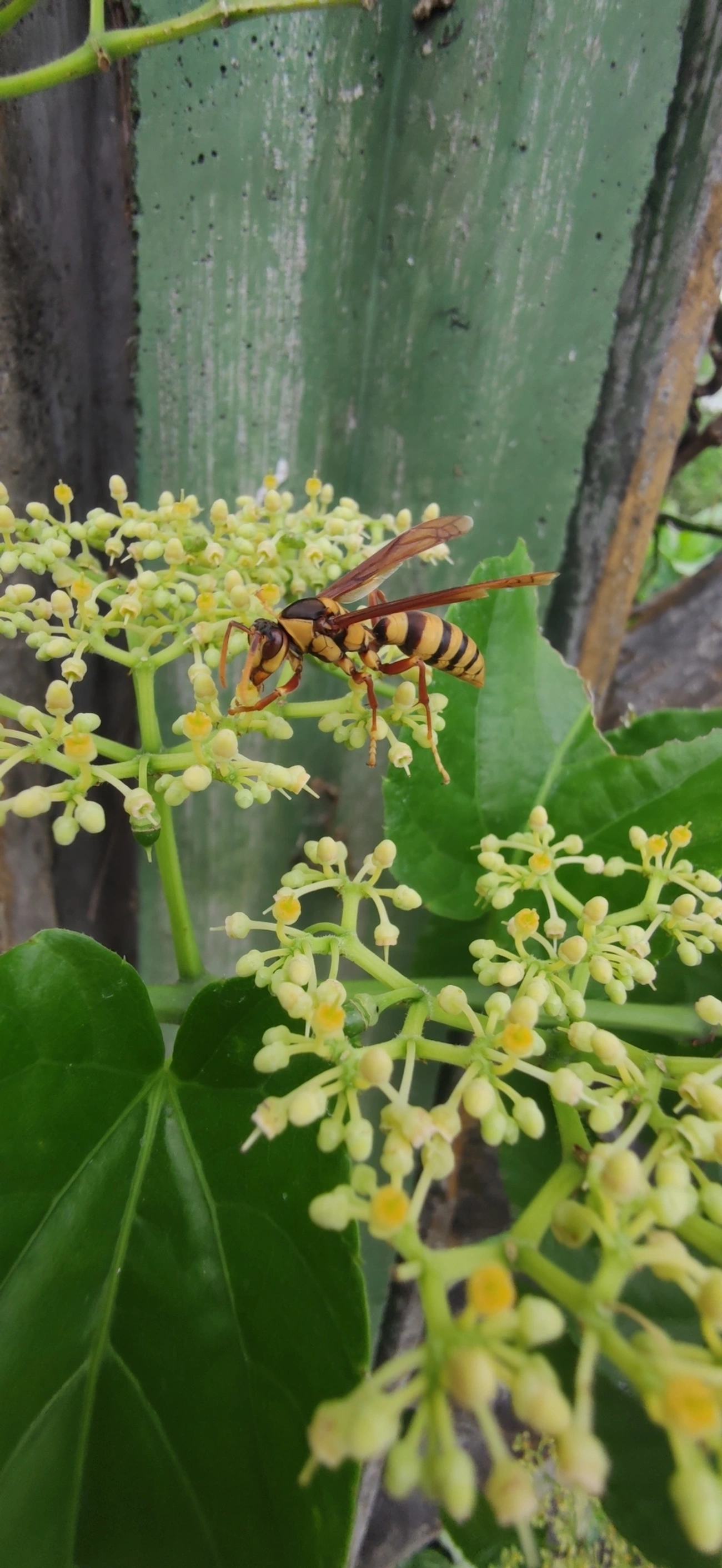Marimbondo transformador (Polistes carnifex), insetos, fotografado em Indaiá, Caraguatatuba