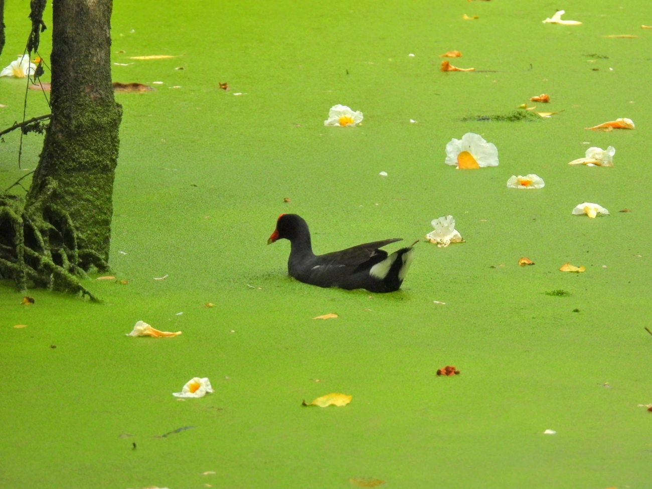 Frango-d'água-comum (Gallinula galeata), aves, fotografado em Maresias, São Sebastião