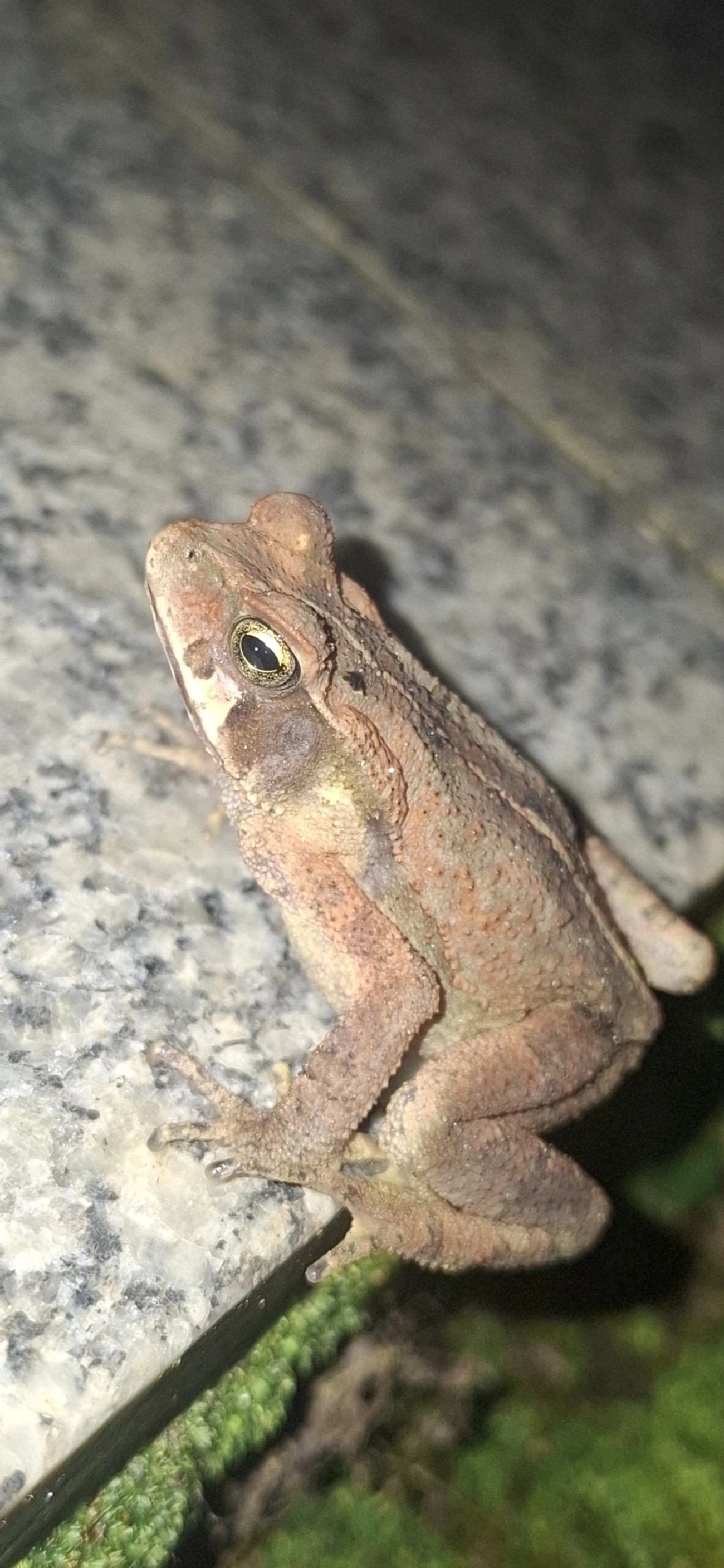 Sapo-de-floresta (Rhinella ornata), anfíbios, fotografado em Cabreúva