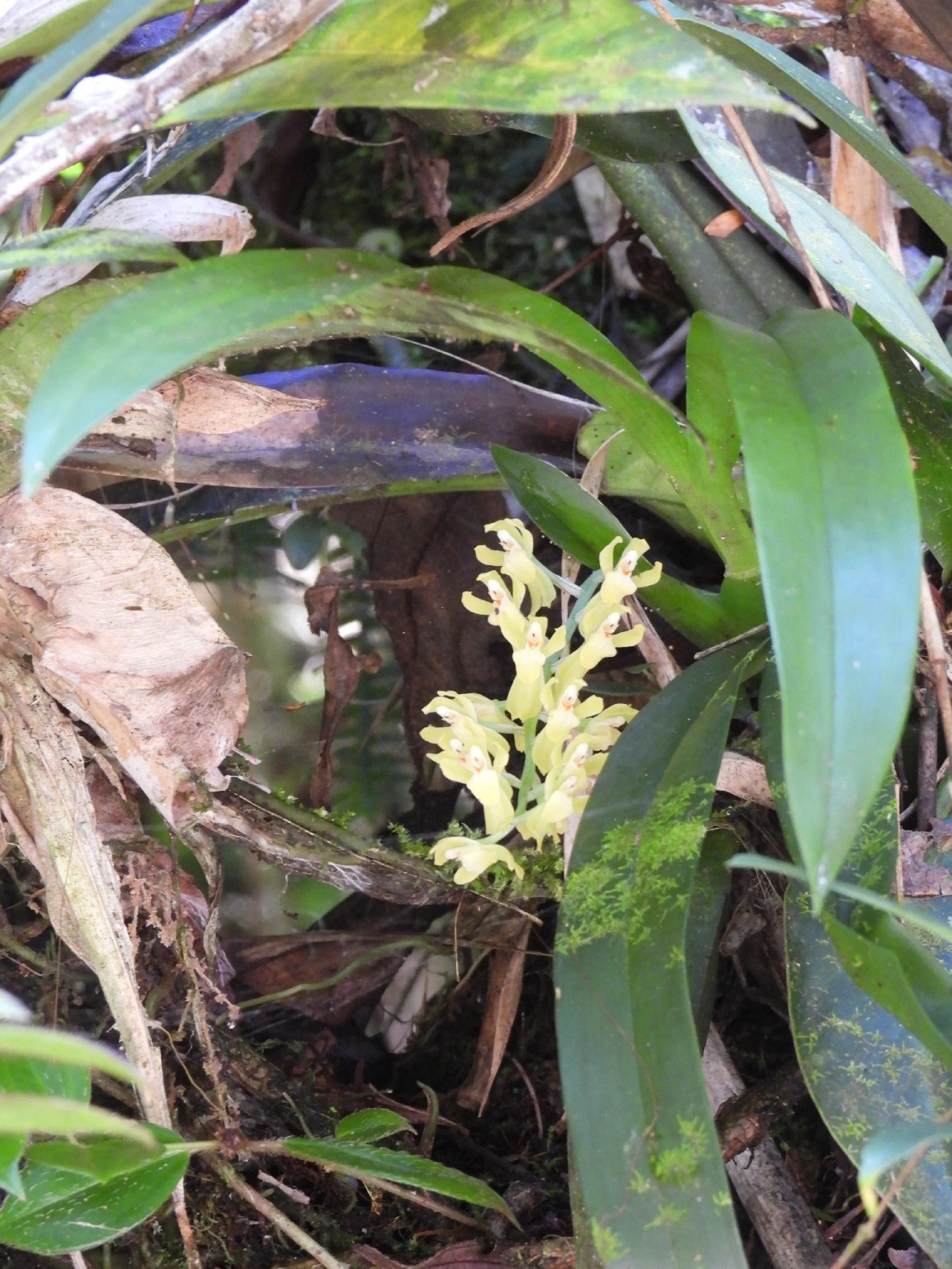 Gomesa planifolia, plantas, fotografado em Queluz