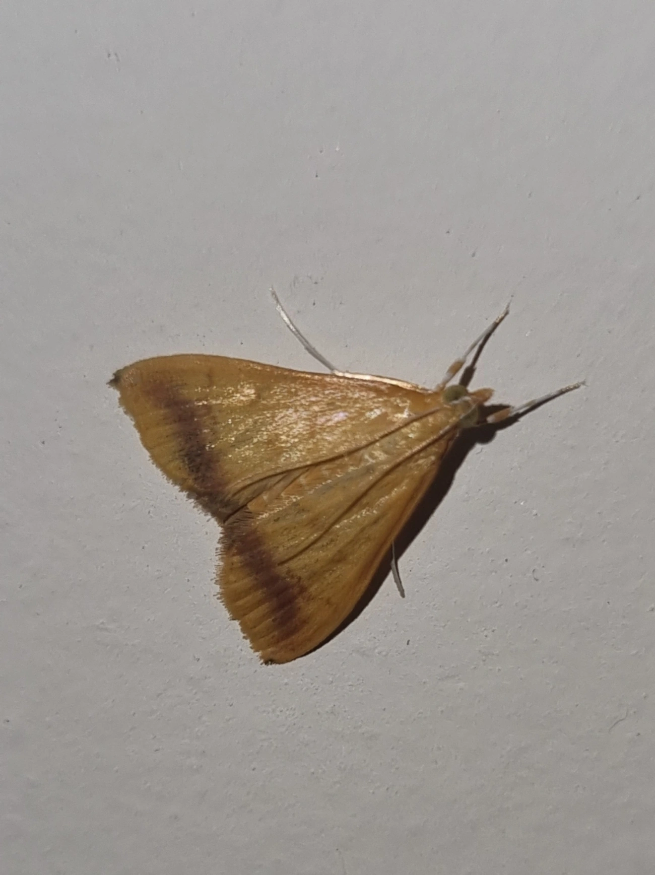 Hyalorista, insetos, fotografado em Maresias, São Sebastião