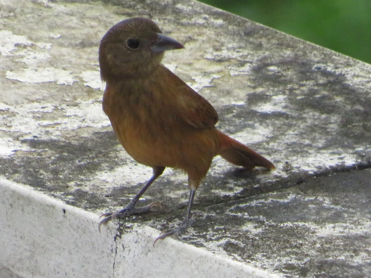 Tiê-preto (Tachyphonus coronatus), aves, fotografado em Maresias, São Sebastião
