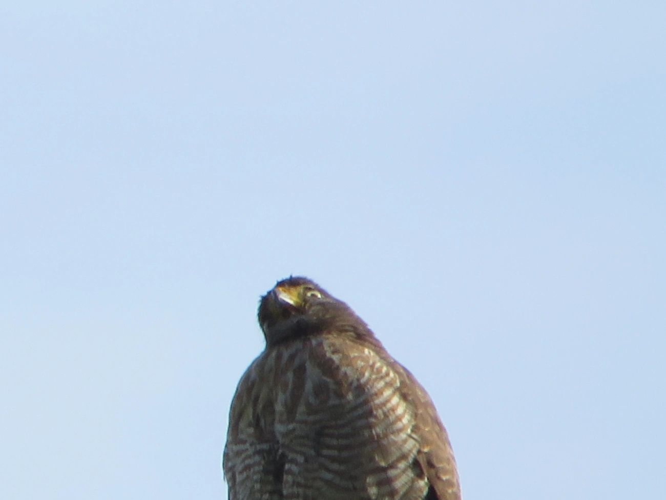 Gavião-carijó (Rupornis magnirostris), aves, fotografado em Maresias, São Sebastião