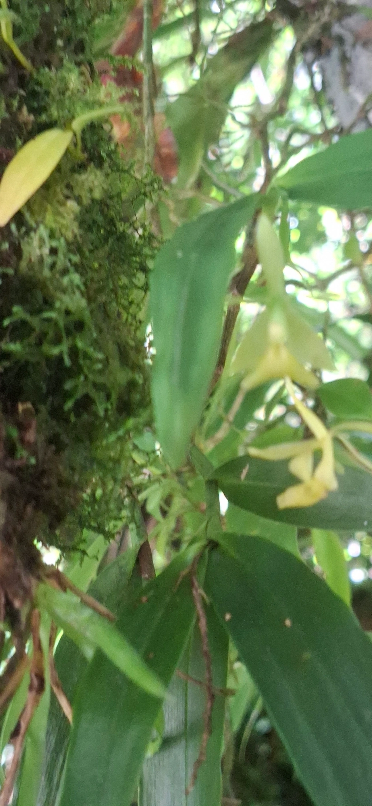 Epidendros (Epidendrum), plantas, fotografado em Queluz
