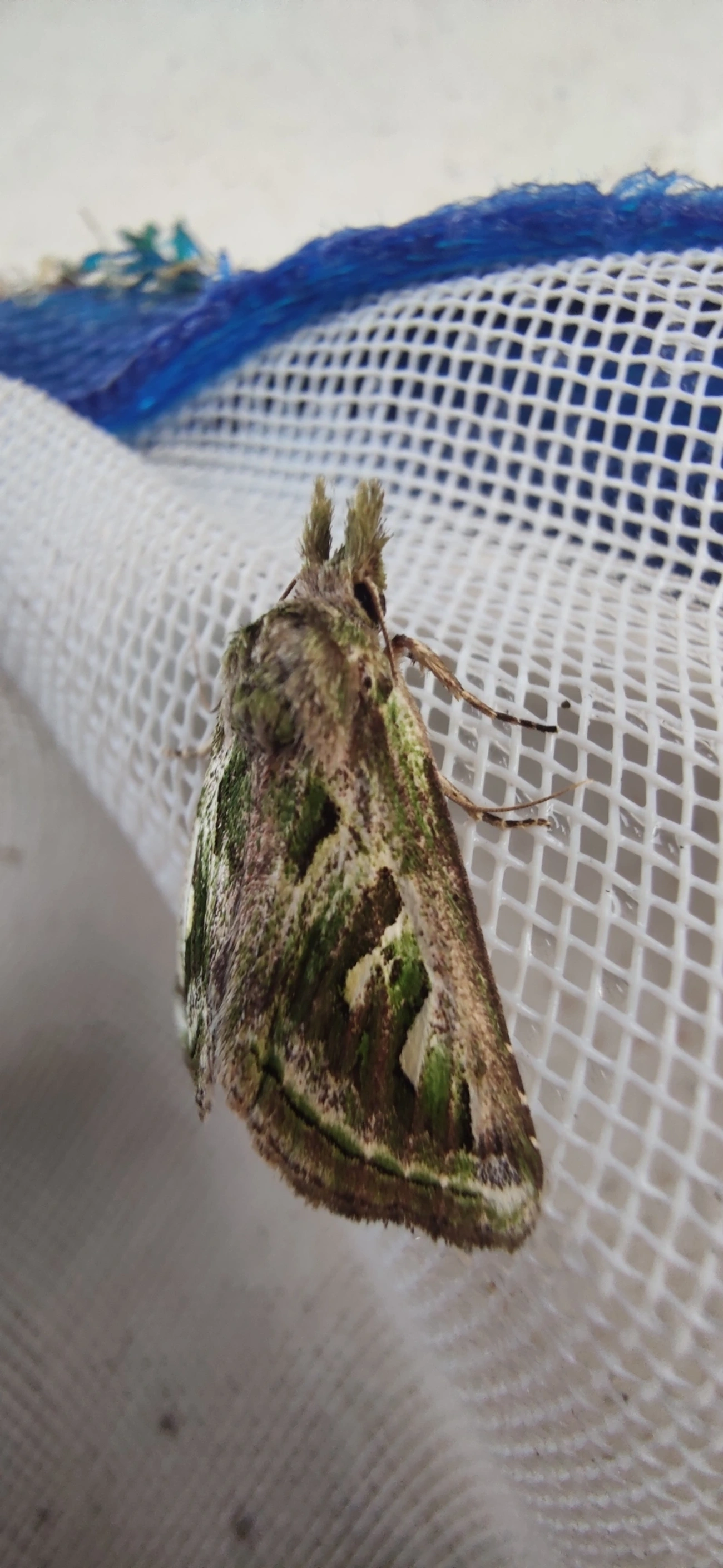 Nystaleinae, insetos, fotografado em Maresias, São Sebastião