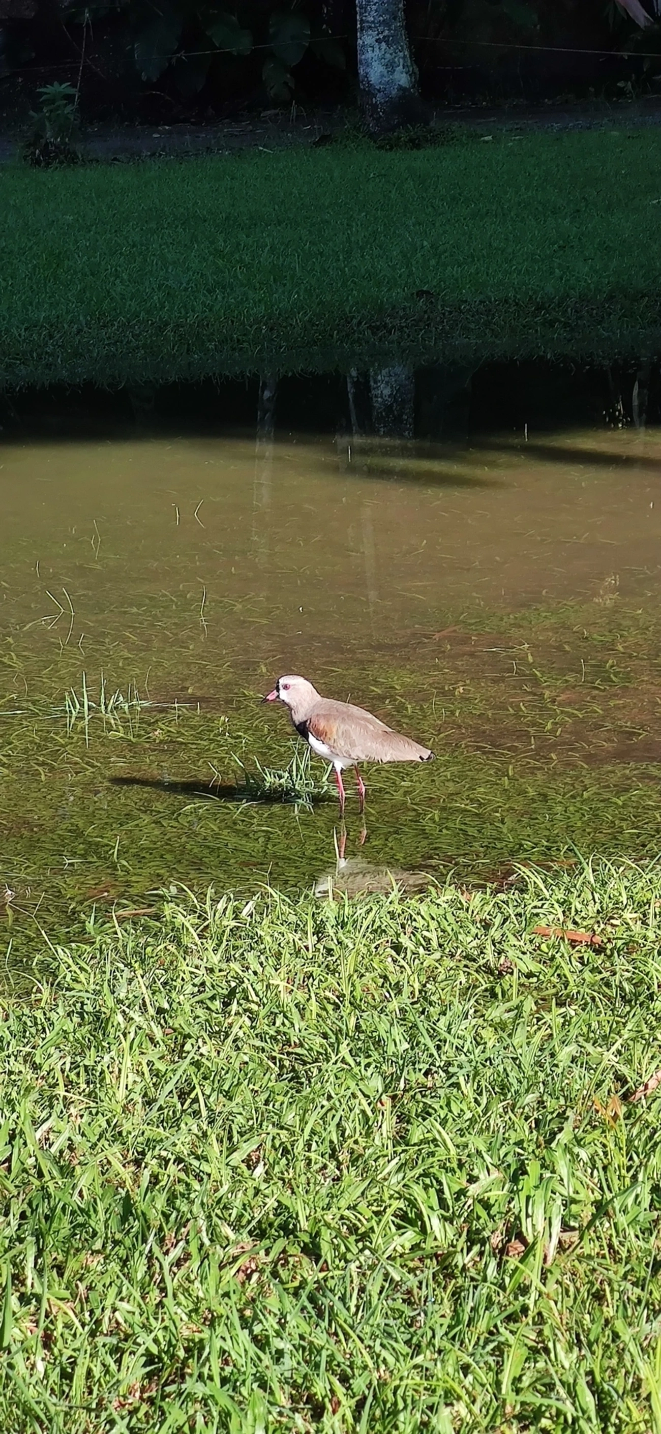 Quero-quero (Vanellus chilensis), aves, fotografado em Maresias, São Sebastião
