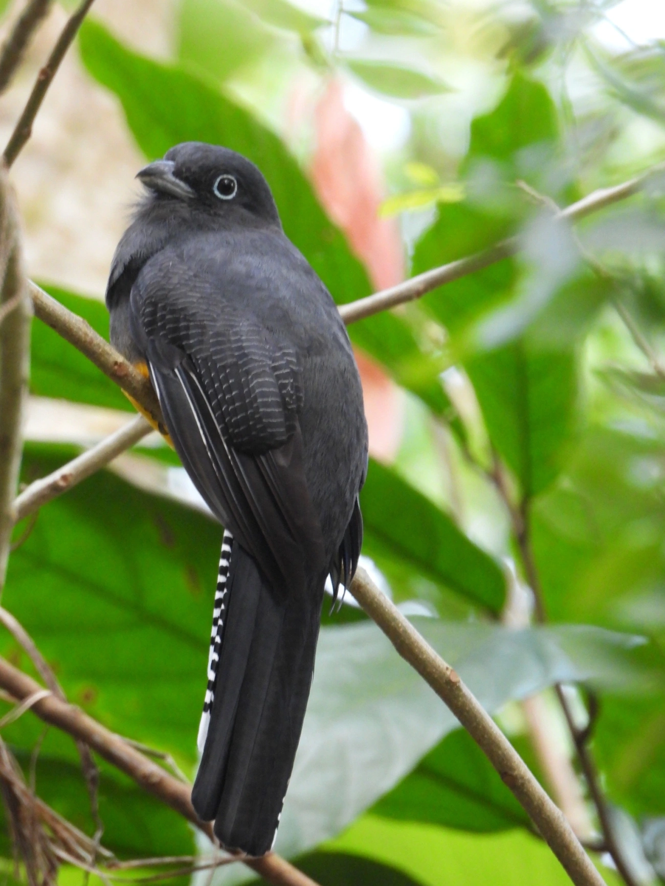 Surucuá-de-barriga-amarela (Trogon viridis), aves, fotografado em Maresias, São Sebastião