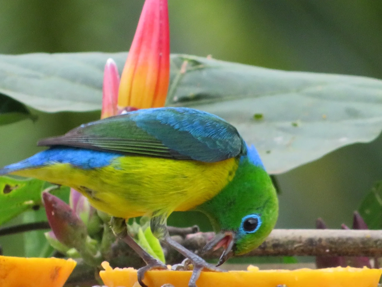 Gaturamo-bandeira (Chlorophonia cyanea), aves, fotografado em Maresias, São Sebastião