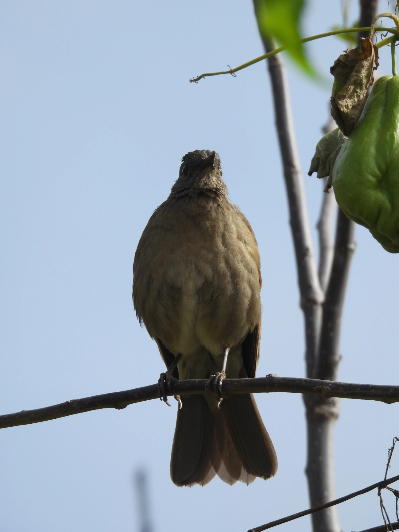 Sabiá-barranco (Turdus leucomelas), aves, fotografado em Catuçaba, São Luíz do Paraitinga