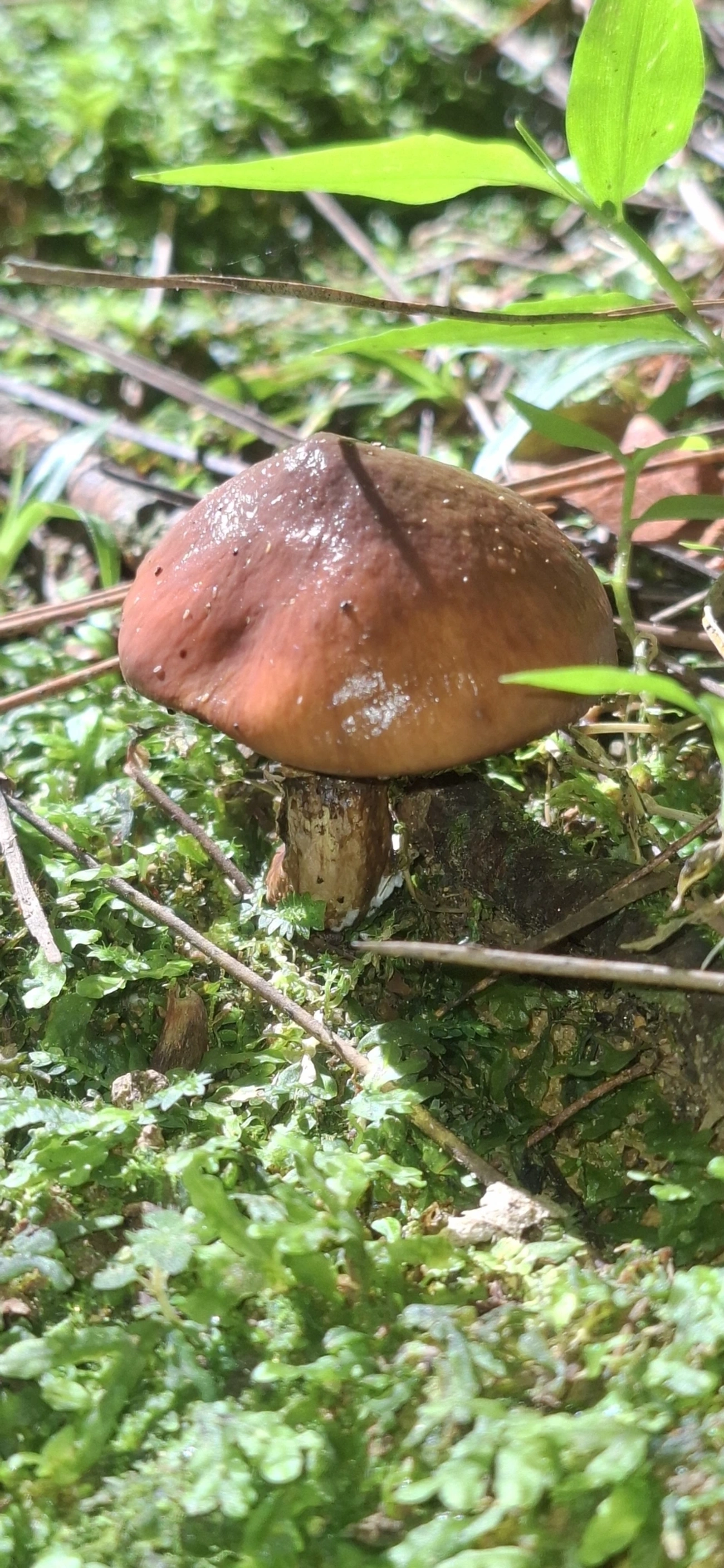 Slippery jack de véu roxo (Suillus luteus), fungos, fotografado em Pedra Selada