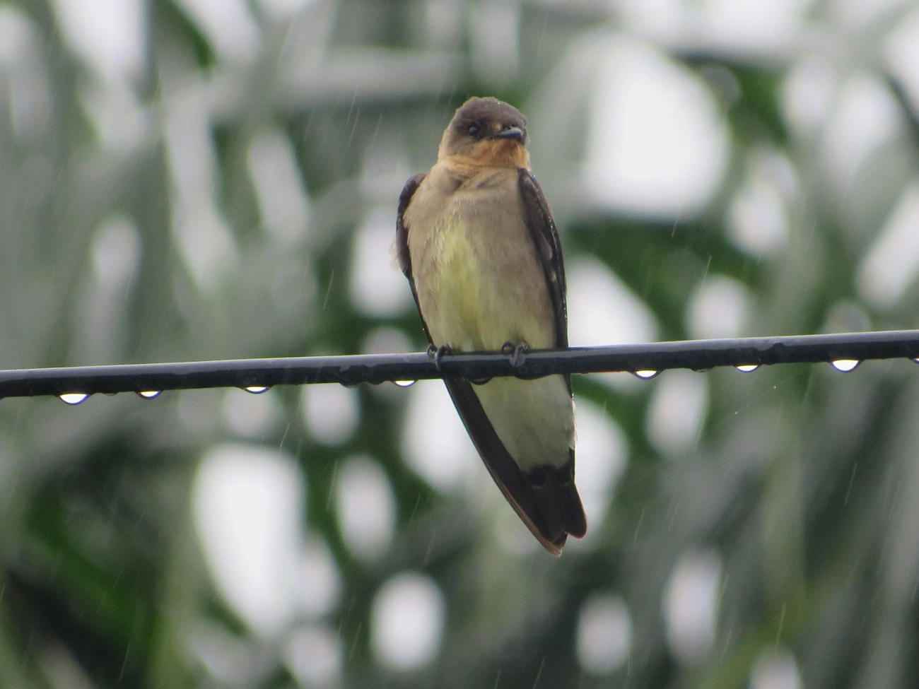 Andorinha-serradora (Stelgidopteryx ruficollis), aves, fotografado em Maresias, São Sebastião