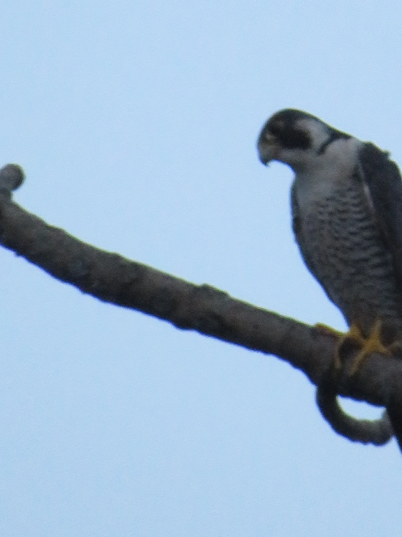 Falcão-peregrino (Falco peregrinus), aves, fotografado em Maresias, São Sebastião
