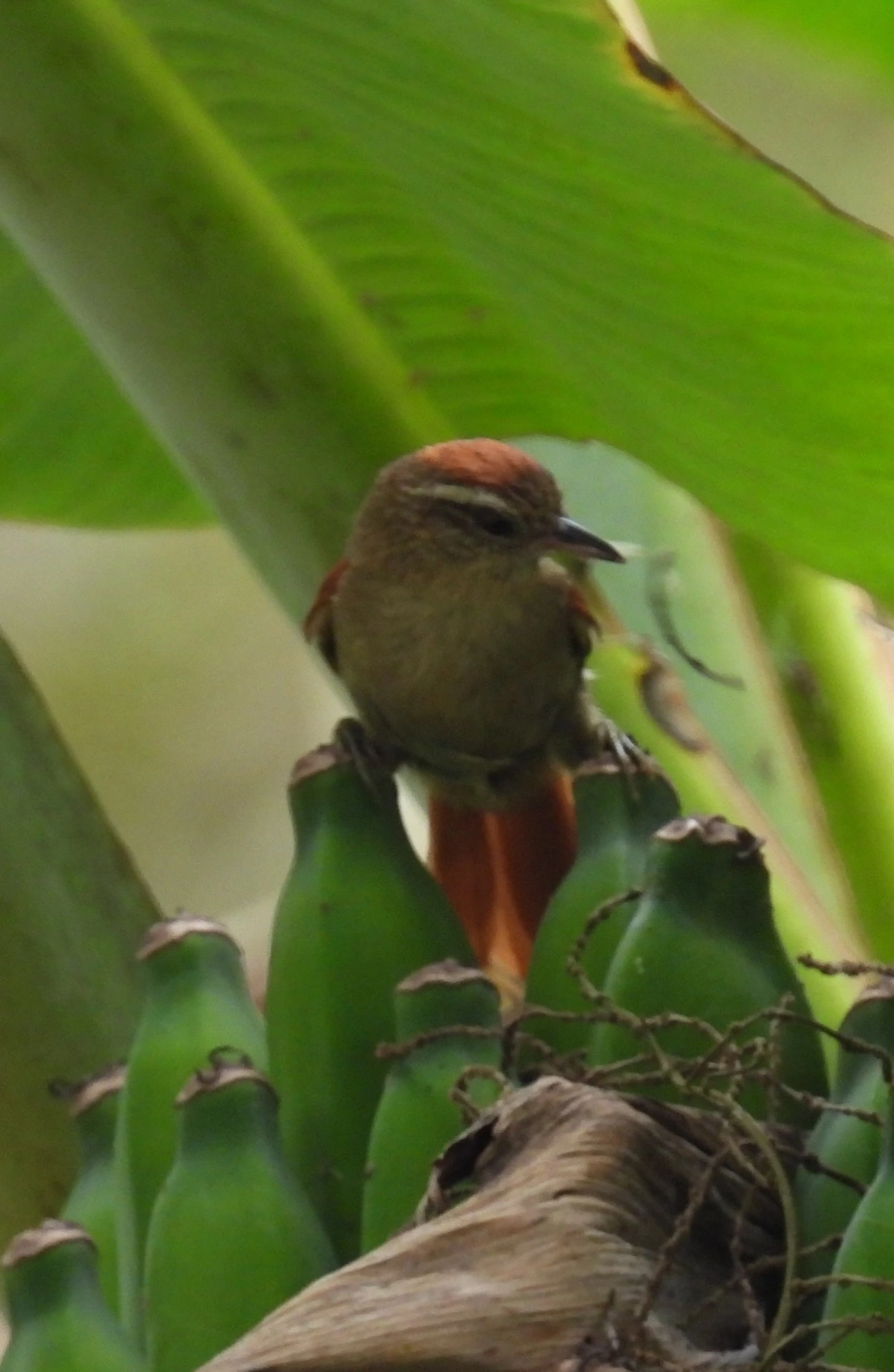 Arredio-pálido (Cranioleuca pallida), aves, fotografado em Santa Isabel