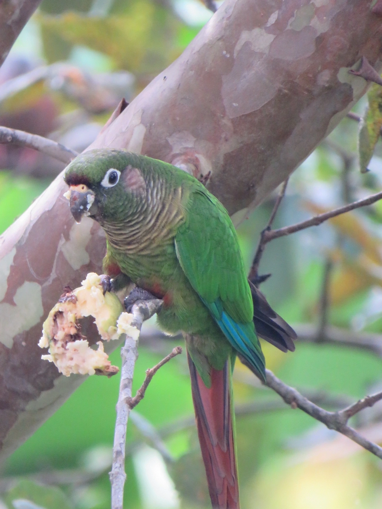 Tiriba-de-testa-vermelha (Pyrrhura frontalis), aves, fotografado em Maresias, São Sebastião