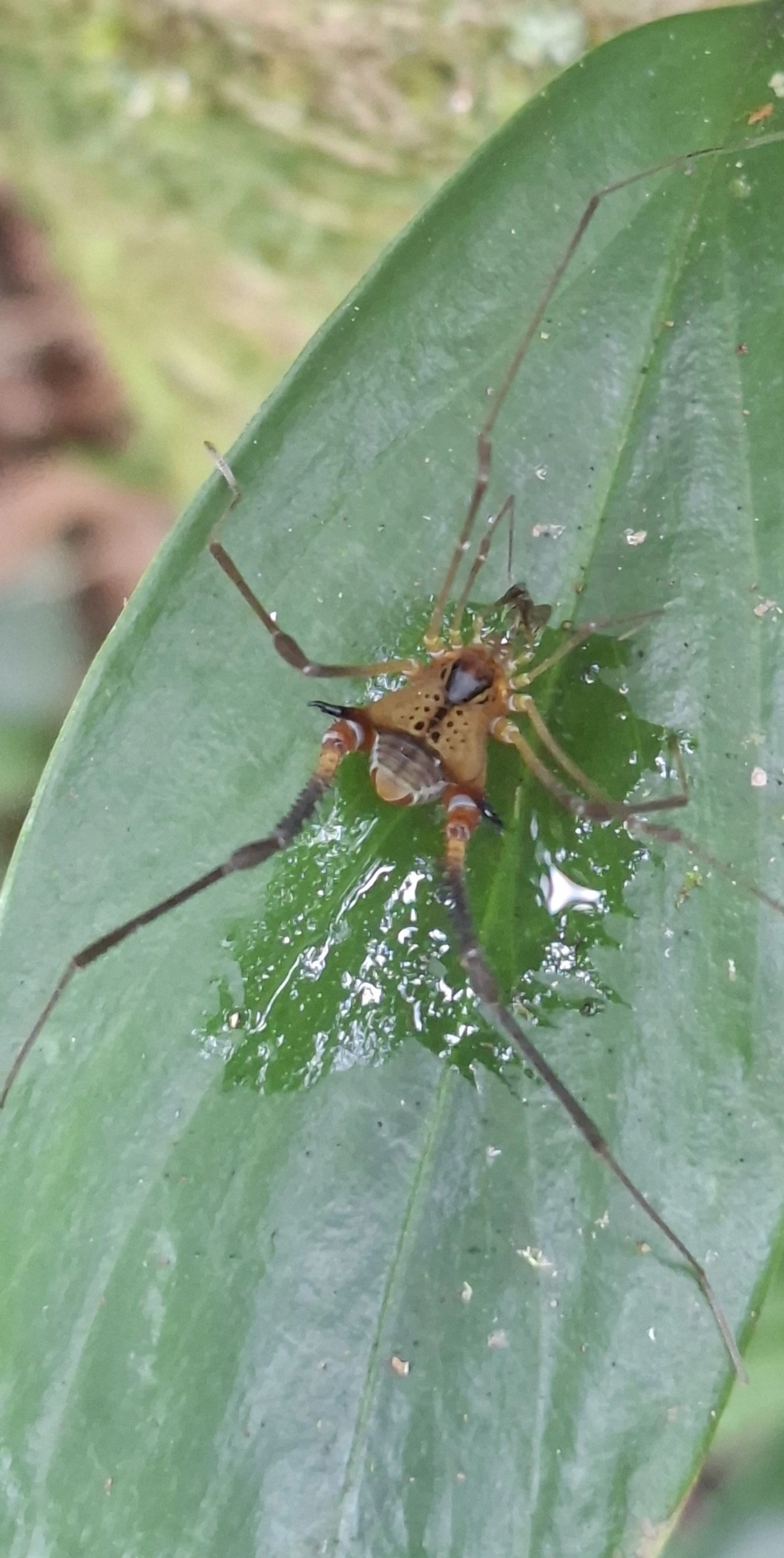 Progonyleptoidellus, aracnídeos, fotografado em Maresias, São Sebastião